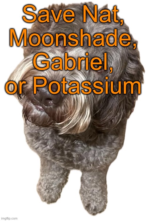 modbot-vote Nat Moonshade Potassium Gabriel | Save Nat, Moonshade, Gabriel, or Potassium | image tagged in norther's dog | made w/ Imgflip meme maker