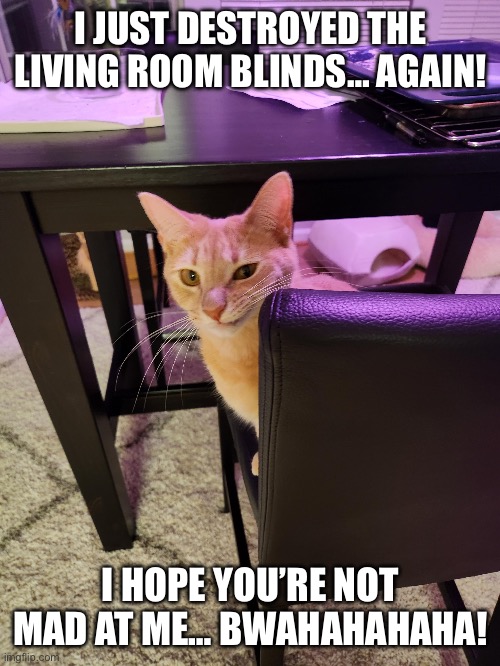 He’s an amateur interior decorator… | I JUST DESTROYED THE LIVING ROOM BLINDS… AGAIN! I HOPE YOU’RE NOT MAD AT ME… BWAHAHAHAHA! | image tagged in cats,destroyed,blinds,dont be mad | made w/ Imgflip meme maker