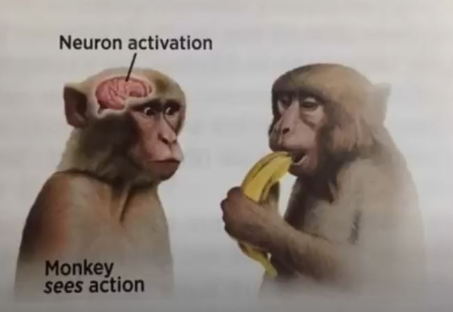 Neuron Activation Blank Meme Template