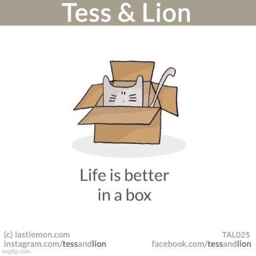 He’s living his best life… in a box! | image tagged in cats,tess and lion,box | made w/ Imgflip meme maker