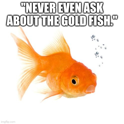 "NEVER EVEN ASK ABOUT THE GOLD FISH." | image tagged in gold fish | made w/ Imgflip meme maker