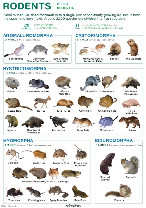 They are an important part of the ecosystem | image tagged in rodent chart,cute animals,environment,balance,mother nature | made w/ Imgflip meme maker