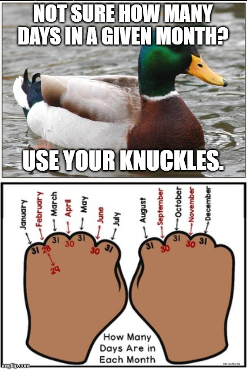 NOT SURE HOW MANY DAYS IN A GIVEN MONTH? USE YOUR KNUCKLES. | image tagged in memes,actual advice mallard | made w/ Imgflip meme maker