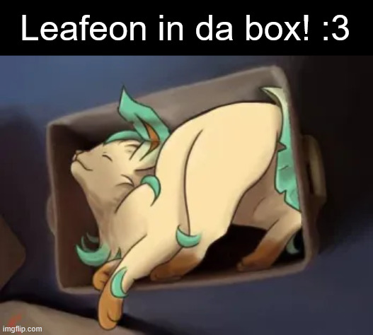 Leafeon in da box! :3 | made w/ Imgflip meme maker