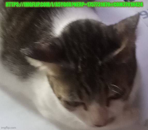 Get  the link       Your self | HTTPS://IMGFLIP.COM/I/A5YG0X?NERP=1757731070#COM37818424 | image tagged in ming mong | made w/ Imgflip meme maker