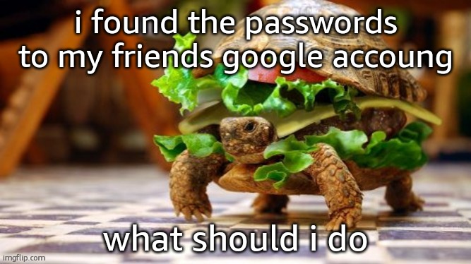 Tortoise Samwich | i found the passwords to my friends google accoung; what should i do | image tagged in tortoise samwich | made w/ Imgflip meme maker