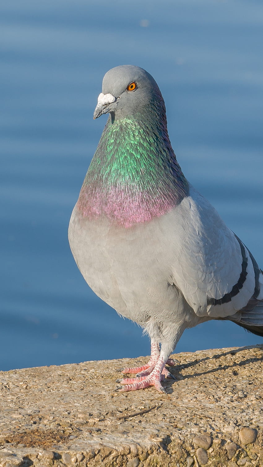 Pigeon Blank Meme Template
