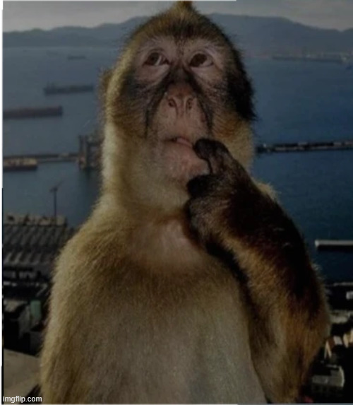 image tagged in thinking monkey | made w/ Imgflip meme maker