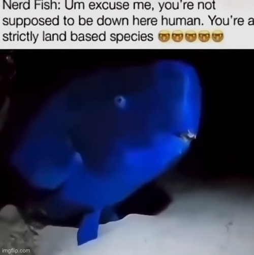 Nerd fish | made w/ Imgflip meme maker
