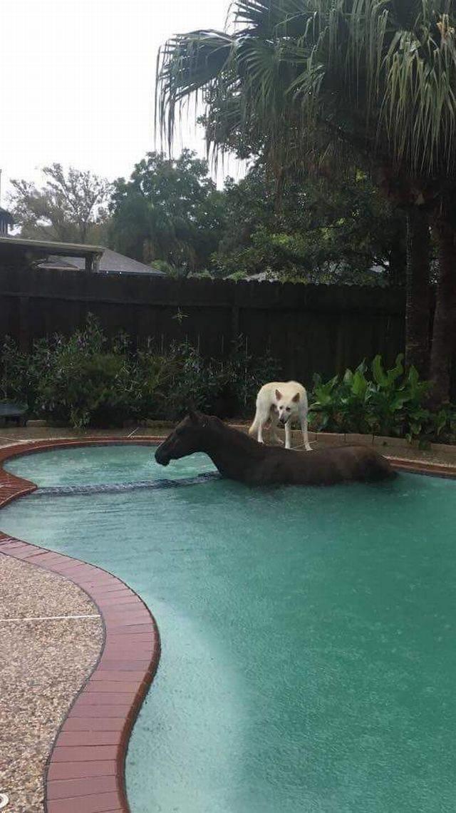dog on horse in pool Blank Meme Template
