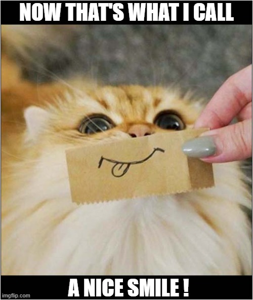 Smile ! | NOW THAT'S WHAT I CALL; A NICE SMILE ! | image tagged in cats,now thats what i call,smile | made w/ Imgflip meme maker