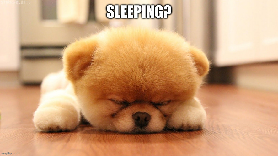 Sleeping dog | SLEEPING? | image tagged in sleeping dog | made w/ Imgflip meme maker