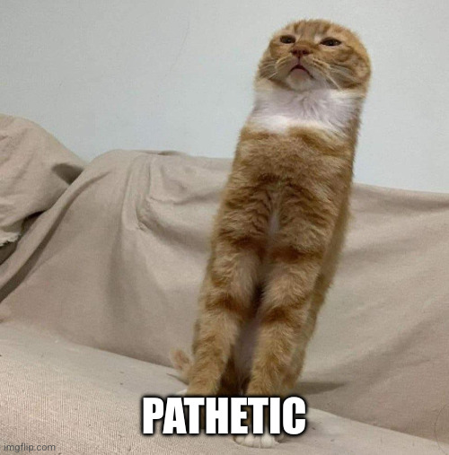 Long Condescending Cat | PATHETIC | image tagged in long condescending cat | made w/ Imgflip meme maker