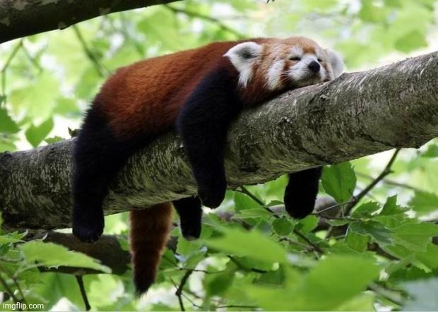 Day 5 of posting a red panda image till Sep 20 | image tagged in lazy red panda | made w/ Imgflip meme maker