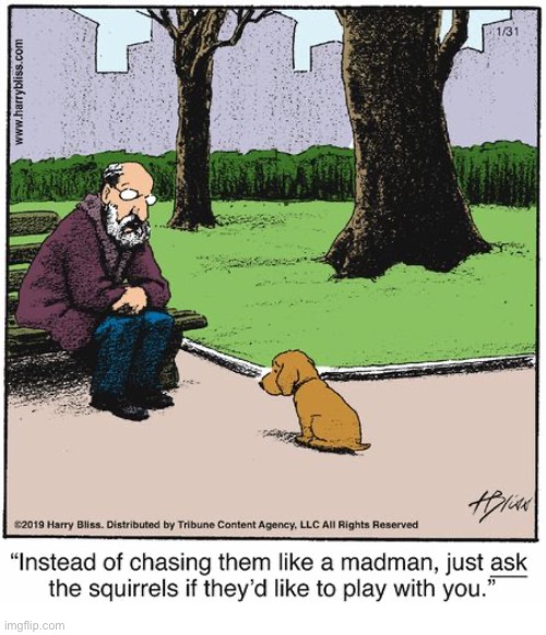 image tagged in comics,harry bliss,park,dog,chase,squirrels | made w/ Imgflip meme maker