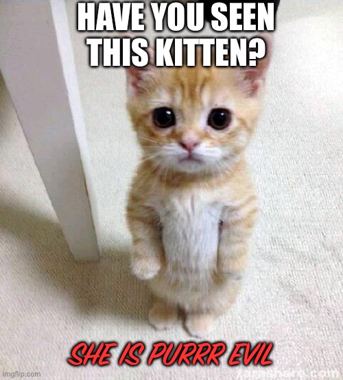 Joke of the day | HAVE YOU SEEN THIS KITTEN? SHE IS PURRR EVIL | image tagged in memes,cute cat,meow | made w/ Imgflip meme maker