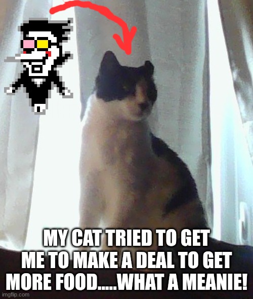 MY CAT TRIED TO GET ME TO MAKE A DEAL TO GET MORE FOOD.....WHAT A MEANIE! | made w/ Imgflip meme maker