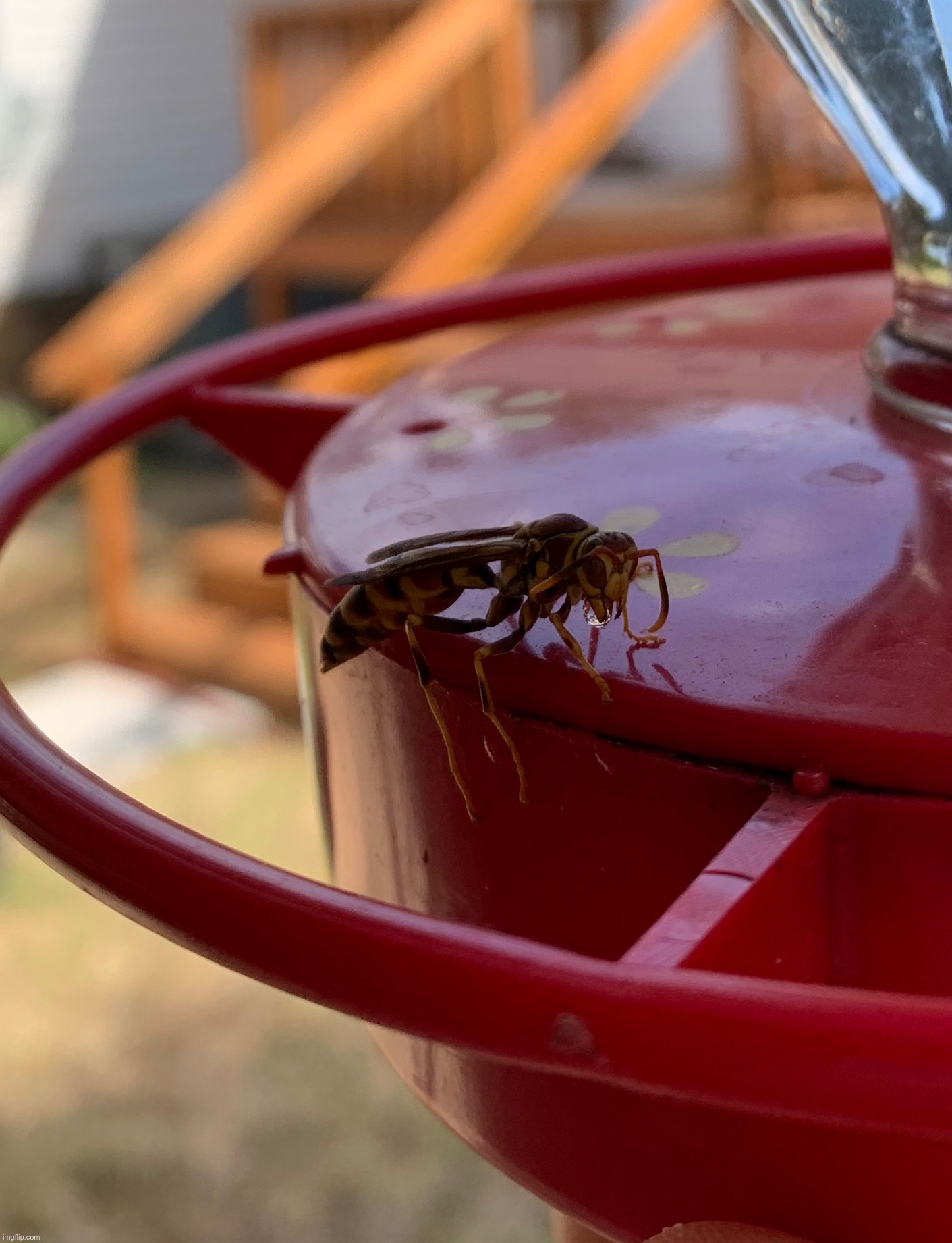 Wasp drinking water | made w/ Imgflip meme maker