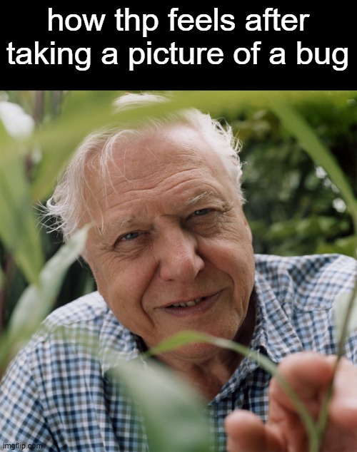Sir David Attenborough | how thp feels after taking a picture of a bug | image tagged in sir david attenborough | made w/ Imgflip meme maker