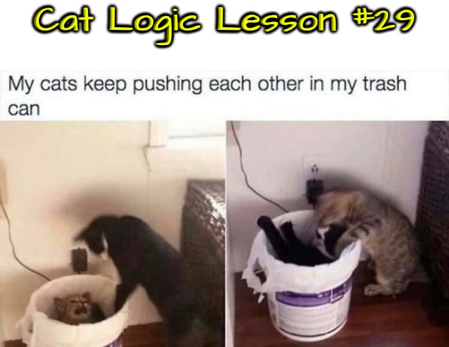 Logic Lesson #29 | Cat Logic Lesson #29 | image tagged in cats,funny cats,life lessons,illogical,logic,weirdo | made w/ Imgflip meme maker