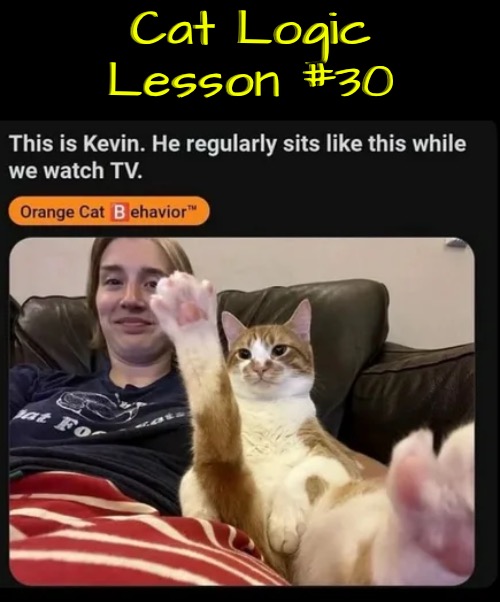 Lesson #30 | Cat Logic Lesson #30 | image tagged in cats,funny cat memes,orange cat behavior,life lessons,illogical,nutcase | made w/ Imgflip meme maker