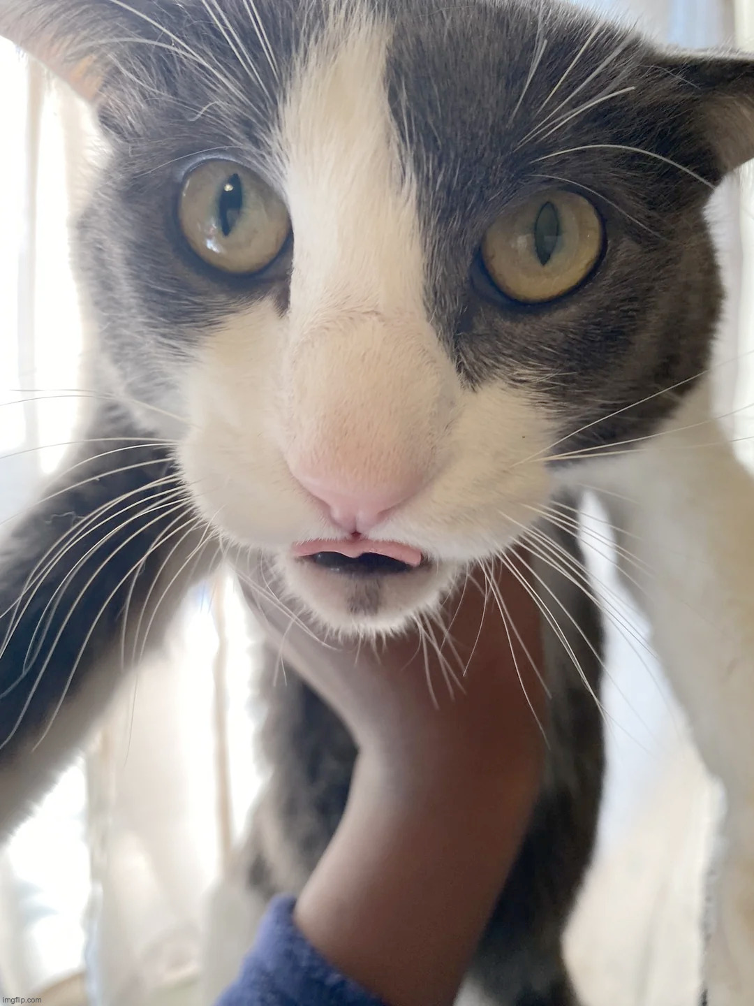 this is soggy cat btw | made w/ Imgflip meme maker