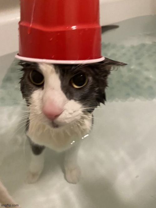 cup | image tagged in soggy wet cat | made w/ Imgflip meme maker