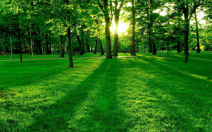 Green Forest Blank Meme Template