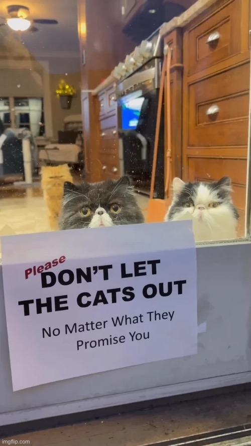 They can be pretty persuasive… | image tagged in cats,dont let the cats out,sign | made w/ Imgflip meme maker