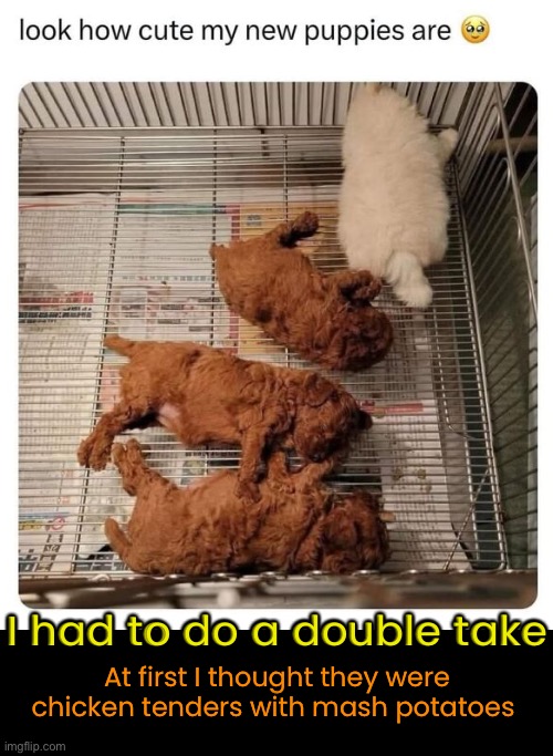Sooo cute! | I had to do a double take; At first I thought they were chicken tenders with mash potatoes | image tagged in funny memes,dogs | made w/ Imgflip meme maker