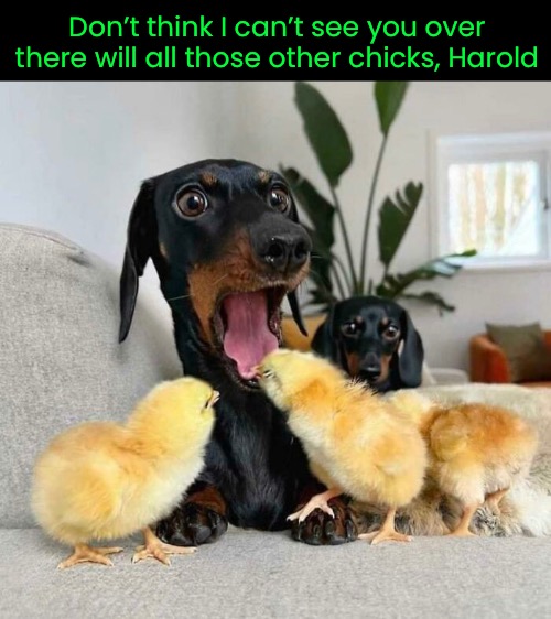 Don’t think I can’t see you over there will all those other chicks, Harold | image tagged in funny memes,other,chicks | made w/ Imgflip meme maker