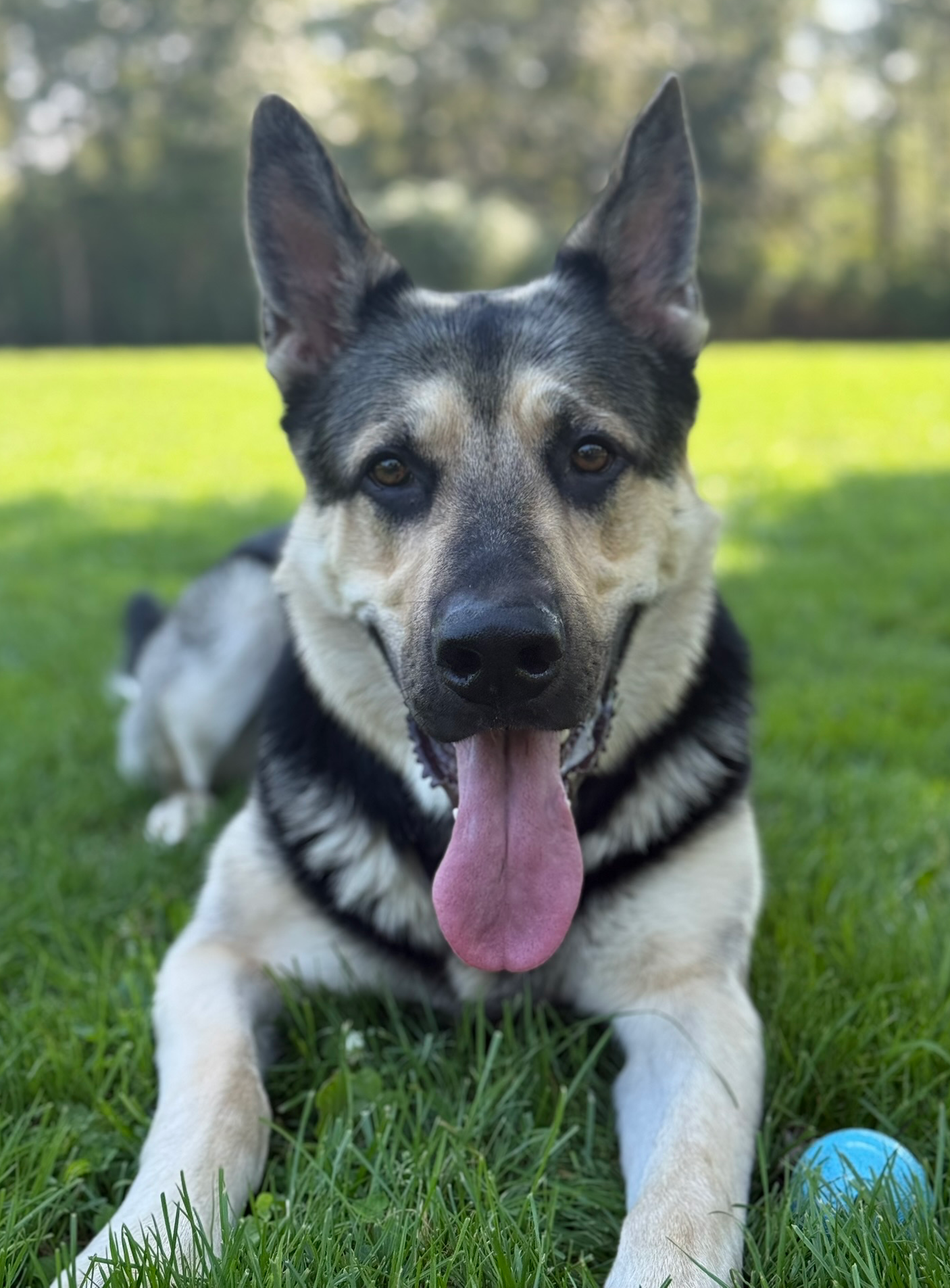 Silly doggo Blank Meme Template