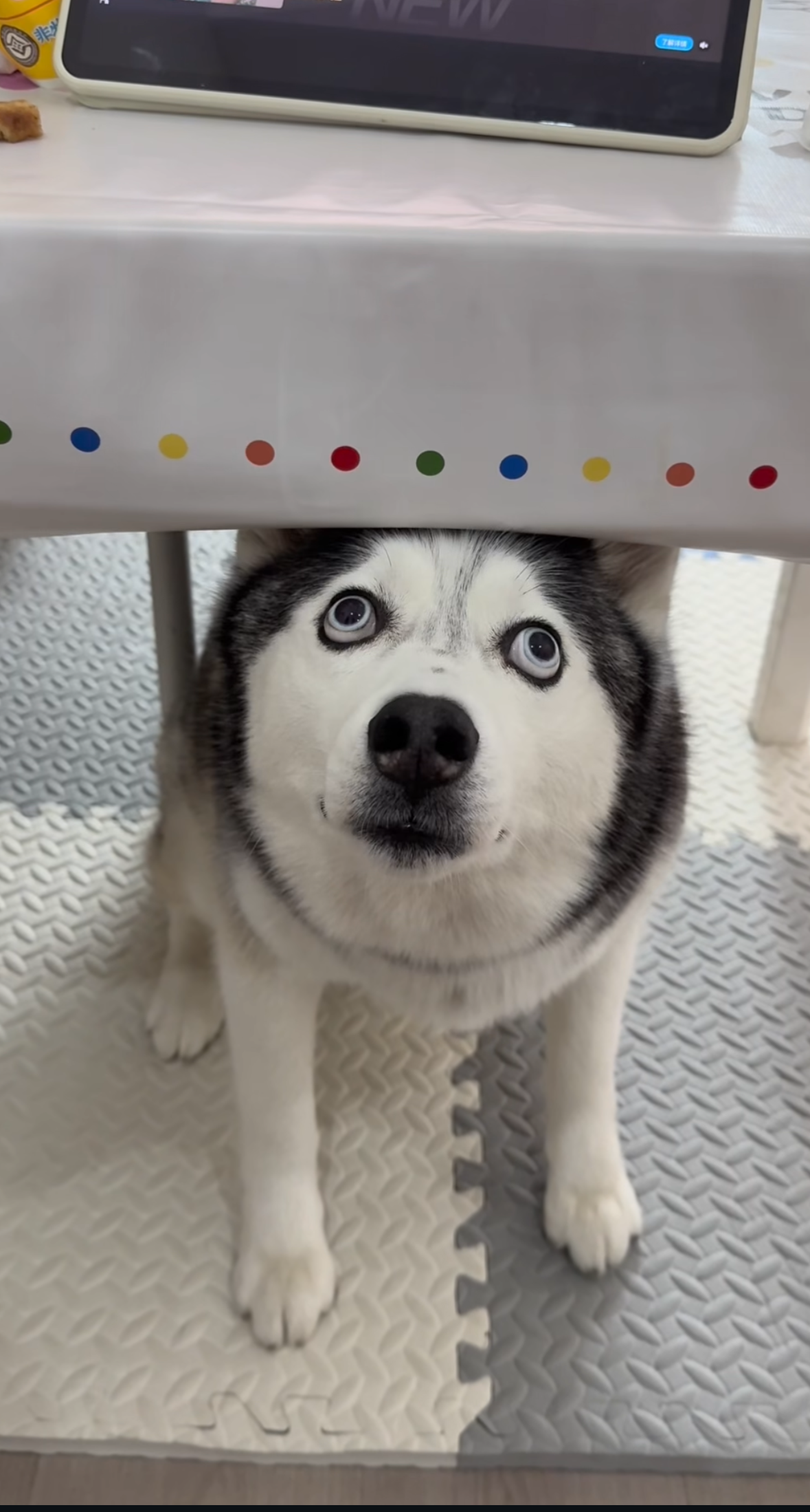 Crosseyed Husky Blank Meme Template