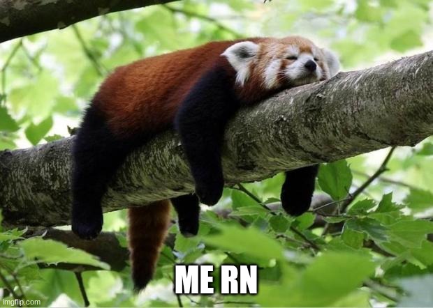 bob | ME RN | image tagged in lazy red panda,drake hotline bling | made w/ Imgflip meme maker