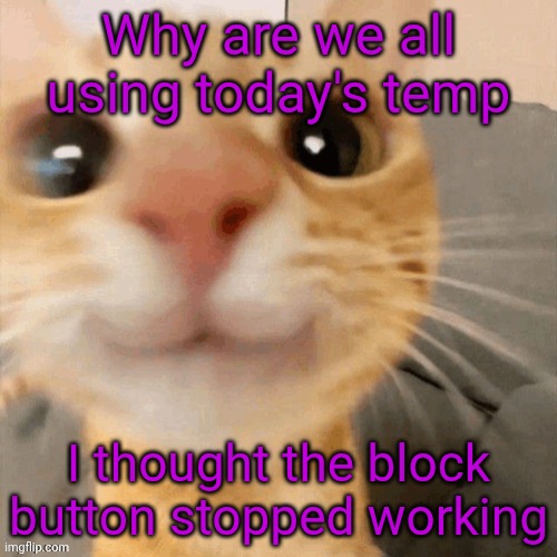 kitty | Why are we all using today's temp; I thought the block button stopped working | image tagged in him | made w/ Imgflip meme maker