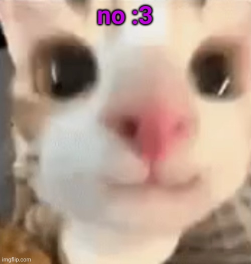 hai :3 | no :3 | image tagged in hai 3 | made w/ Imgflip meme maker