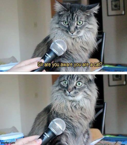 This cat's expressions are priceless! | image tagged in vince vance,cats,interview,best meme,i love cats,meow | made w/ Imgflip meme maker