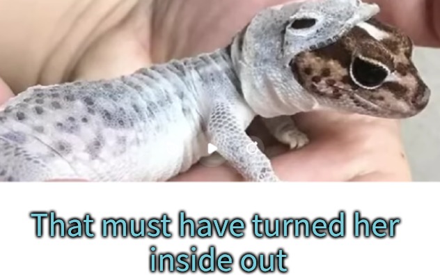 Shedding skin | That must have turned her
 inside out | image tagged in shedding skin | made w/ Imgflip meme maker