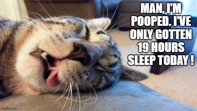 This cat is super tired as she's only slept 19 hours today. | MAN, I'M POOPED. I'VE ONLY GOTTEN 19 HOURS SLEEP TODAY ! | image tagged in cats,funny,kittens,humor,tired,sleep | made w/ Imgflip meme maker