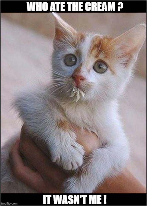 The Face Of 'Innocence' ? | WHO ATE THE CREAM ? IT WASN'T ME ! | image tagged in cats,kitten,cream,thief | made w/ Imgflip meme maker