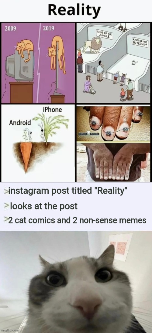 it is indeed the reality that cats can't lie down on thin TVs | instagram post titled "Reality"; looks at the post; 2 cat comics and 2 non-sense memes | image tagged in cat looks inside | made w/ Imgflip meme maker