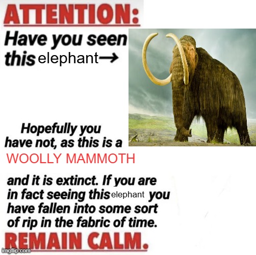 Woolly Mammoth | elephant; WOOLLY MAMMOTH; elephant | image tagged in attention have you seen this name,woolly mammoth | made w/ Imgflip meme maker