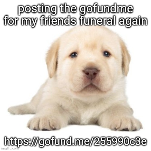 last post for context ig | posting the gofundme for my friends funeral again; https://gofund.me/255990c3e | image tagged in really cute puppy | made w/ Imgflip meme maker