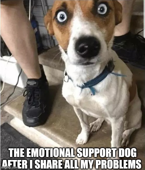 The Emotional Support Dog After I Share All My Problems | THE EMOTIONAL SUPPORT DOG AFTER I SHARE ALL MY PROBLEMS | image tagged in chrisjoines1 | made w/ Imgflip meme maker