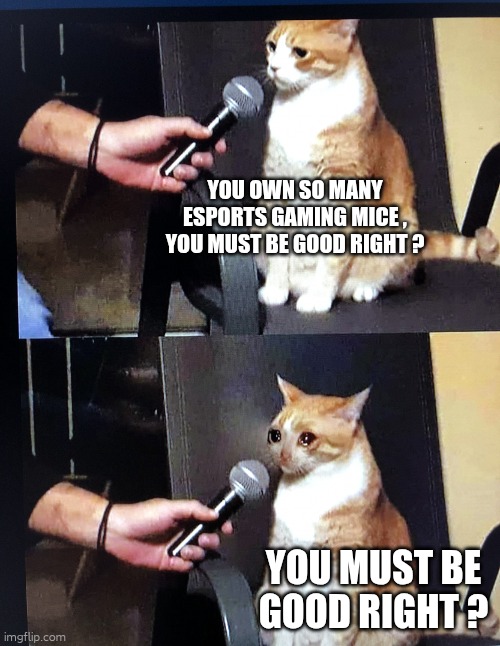 Cat interview crying | YOU OWN SO MANY ESPORTS GAMING MICE , YOU MUST BE GOOD RIGHT ? YOU MUST BE GOOD RIGHT ? | image tagged in cat interview crying | made w/ Imgflip meme maker