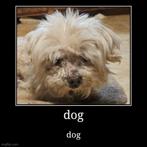 dog | dog | image tagged in funny,demotivationals | made w/ Imgflip demotivational maker