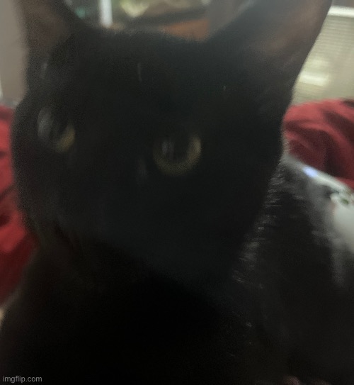 my brothers cat | made w/ Imgflip meme maker