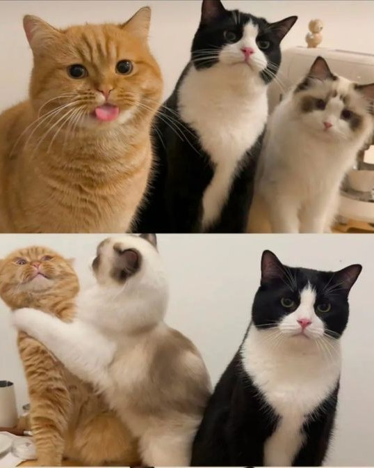 High Quality cats arguement Blank Meme Template