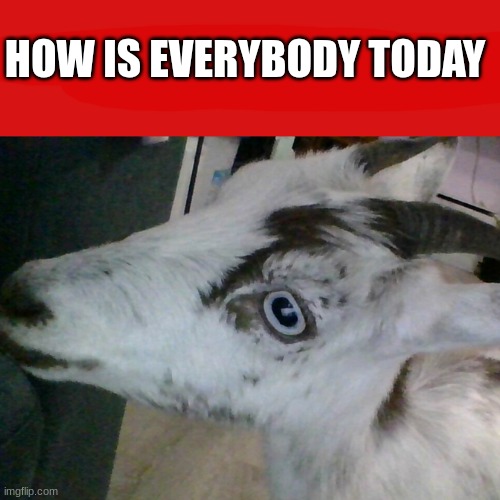 live lulu reaction | HOW IS EVERYBODY TODAY | image tagged in live lulu reaction | made w/ Imgflip meme maker