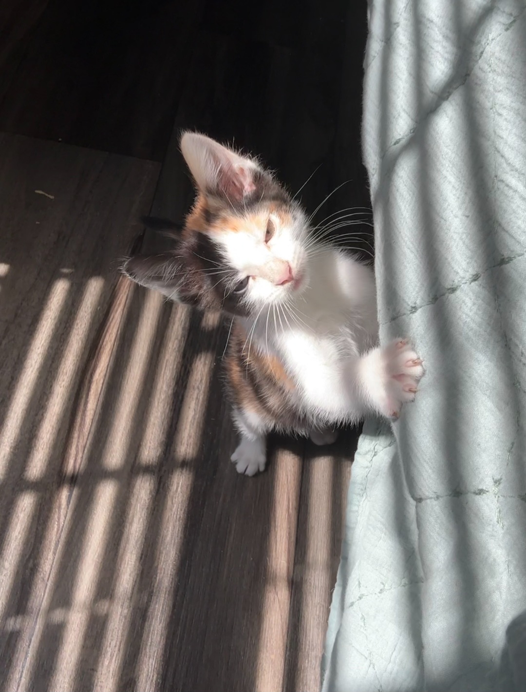 Killer cat Blank Meme Template